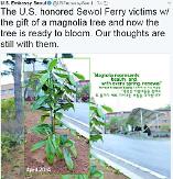 US embassy in Seoul posts Obama tree picture honoring ferry victims