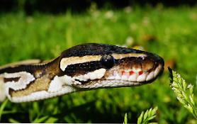 Missing Indonesian farmer found inside Python