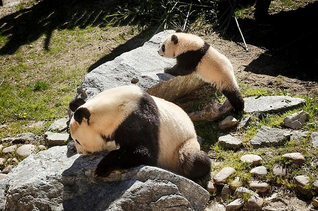 [GLOBAL PHOTO] Giant pandas enjoy stroll