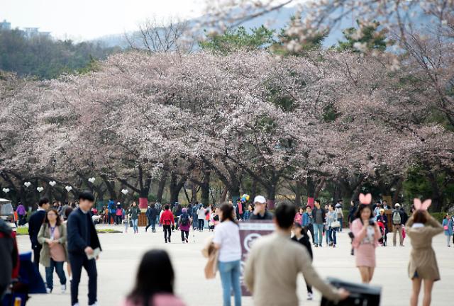 首尔大公园成樱花海洋