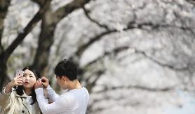 [PHOTO] Selfie under tunnel of cherry blossoms