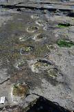 Traces of limping Cretaceous dinosaur found in footprint fossil heaven