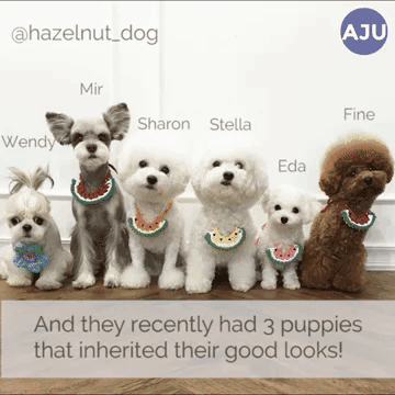 [AJU VIDEO] New members of most photogenic furry family on Instagram