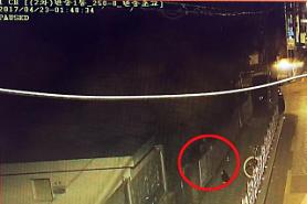 Cat duo turns out to be responsible for damaging presidential election posters