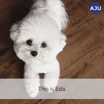 [AJU VIDEO] Eda, the short fluffy Bichon, is one perfect Capricorn