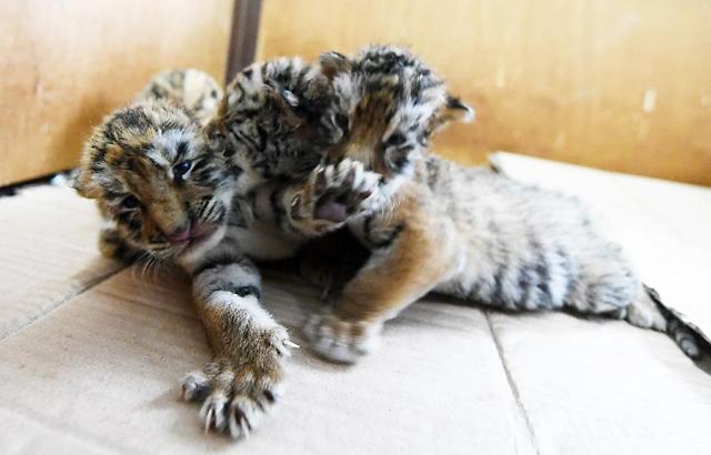 [GLOBAL PHOTO] Tiger triplets at play