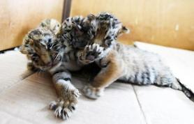 [GLOBAL PHOTO] Tiger triplets at play