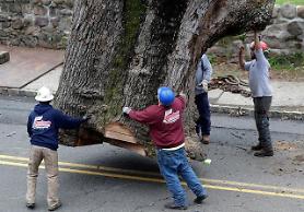 [GLOBAL PHOTO] 600-year-old tree taken down
