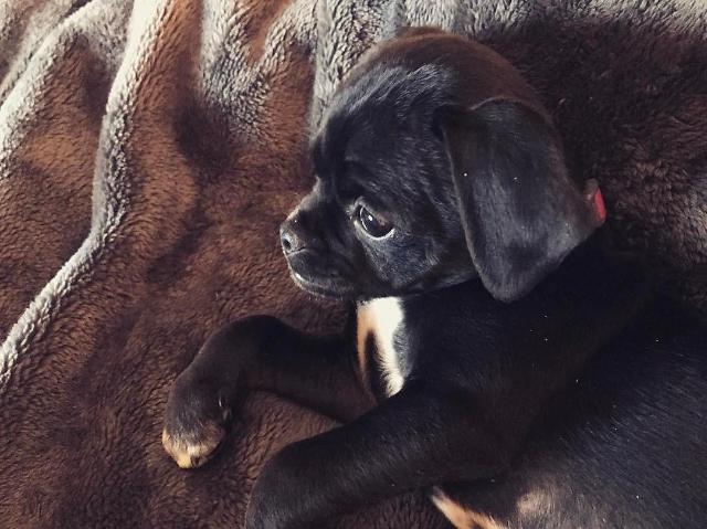 Hilary Duff adopts Puppy No One wanted 