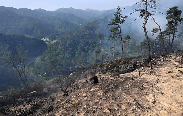 [PHOTO] Trees burnt to ground by forest fire