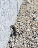National park trekkers asked not to step on protected toad hatchlings