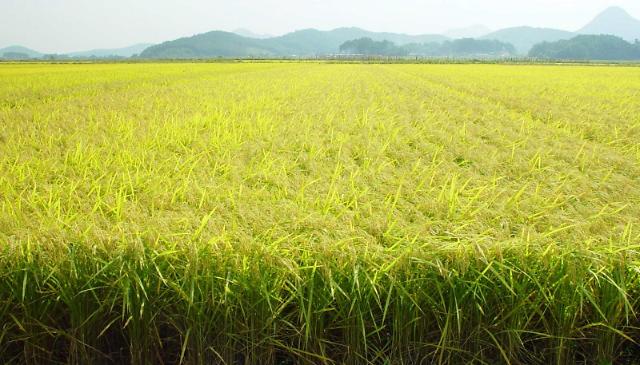 S. Korea starts shipping surplus rice this week in aid to Cambodia and Myanmar   