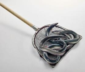State-led project launched to develop technology on baby eel mass-production