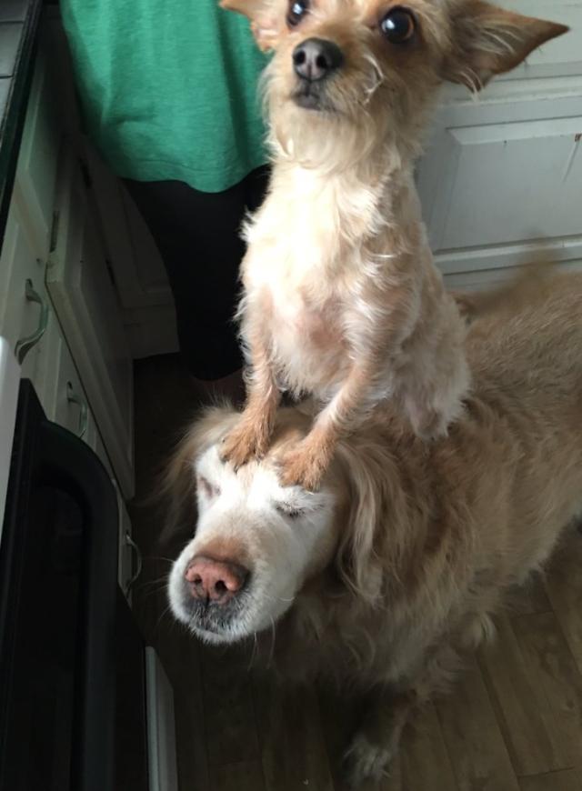 Mastermind little dog uses her Brother to Explore Unreachable