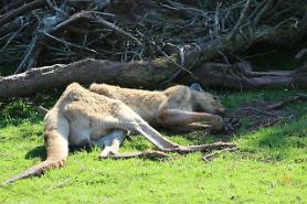 UK Zoo where 500 Animals died Granted New License