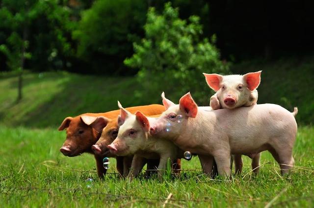 Scientists produce transgenic pig model for Alzheimers disease