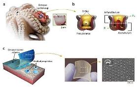 S. Korean scientists invent wet-tolerant adhesive patch inspired by Octopi