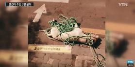 Feral dogs go on rampage in midnight Seoul
