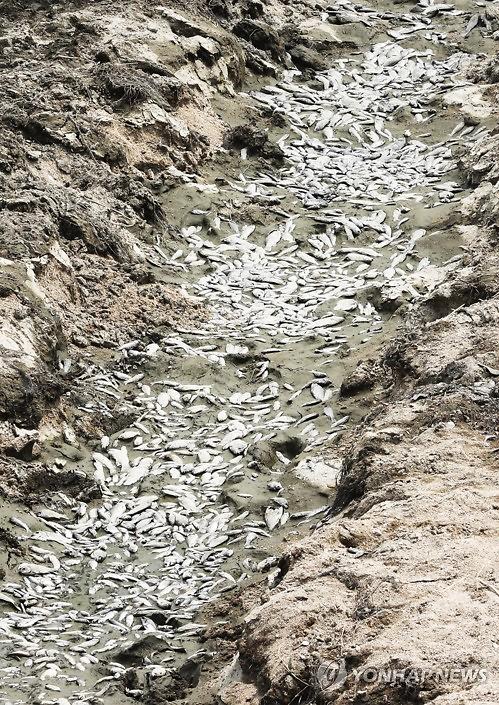 [PHOTO] Drought causes massive death in river  