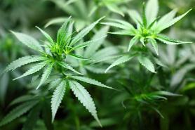 [FOCUS] First civic campaign to legalize medical use of marijuana in S. Korea