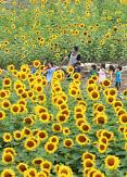 [PHOTO] Flying like a bee in sunflower garden