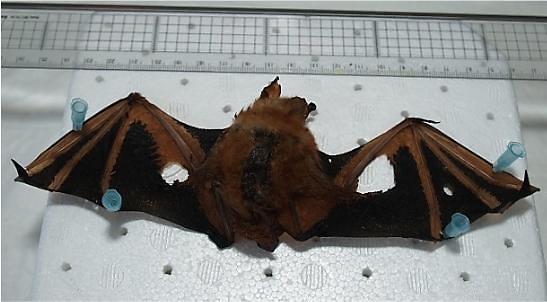 Researchers report whole genome sequences of rare gold bats 