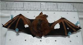 Researchers report whole genome sequences of rare gold bats