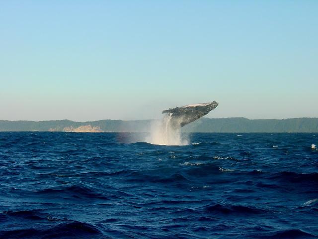 Whale rescue expert killed rescuing an endangered whale