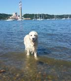 Heroic dog jumps into water to rescue baby deer