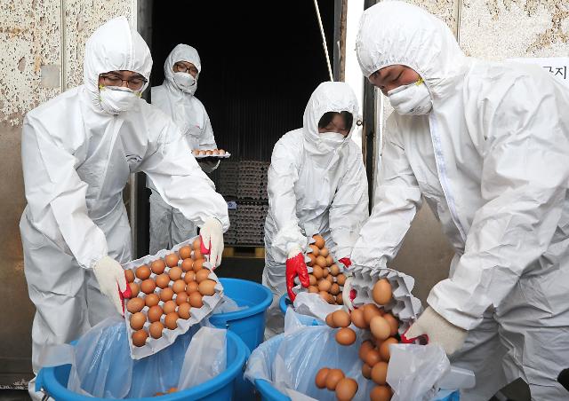 韩食品当局称“毒鸡蛋”没毒 每天食用2.6个依然身体倍儿棒