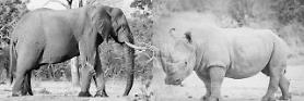 [COLUMN]  Gray Rhino vs Gray Elephant
