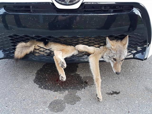 Canadian woman unknowingly drive with a coyote stuck in her car