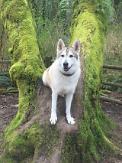 Therapy dog killed by a hunter in front of owner