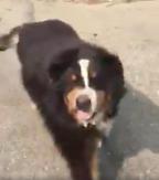 Sonoma family who lost dog during fire evacuation surprised to find the dog next to burned down house