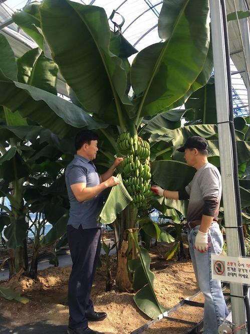 Climate change prompts S. Korea to test banana cultivation
