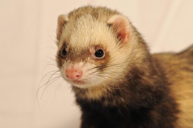 Woman arrested for cooking roomates pet ferret in oven to death