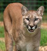 Wild mountain lion captured in San Francisco, California