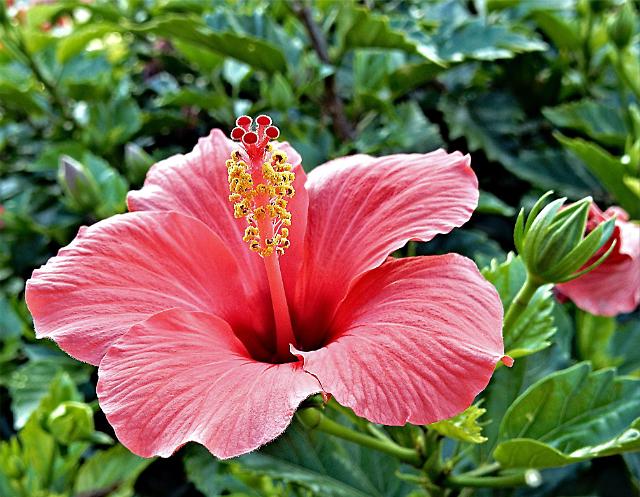 Pennsylvania couple suing police after wrongfully arrested when their hibiscus plant mistake as marijuana 