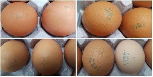 韩国再现“毒鸡蛋” 4家蛋鸡农场被查出杀虫剂超标