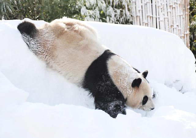 熊猫“爱宝”也爱玩雪~~
