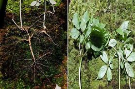 Mountain hiker finds more than 100 year old ginseng near hometown