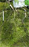 120-year-old rare ginseng root discovered in S. Korean mountain