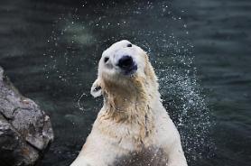 S. Koreas only polar bear allowed to move to British animal park
