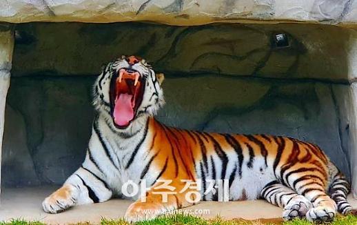[아주동영상]수목원에 호랑이가 산다?!