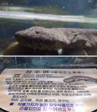 [PHOTO NEWS] Leaders gift, Chinese salamander in Pyongyang zoo