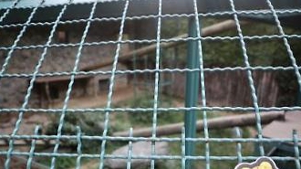 대전동물원 퓨마 탈출 결국 사살… 주민 안전 위험에도 끝까지 생포하려 했던 이유는?