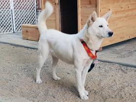 [PHOTO NEWS] President Moon gets new Pungsan dogs from N. Korea
