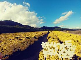 Du lịch mùa thu Hàn Quốc: cùng ngắm hàng triệu đóa cúc ở Ulsan