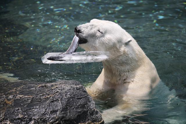 S. Koreas only polar bear dies of old age just before relocation to Britain zoo