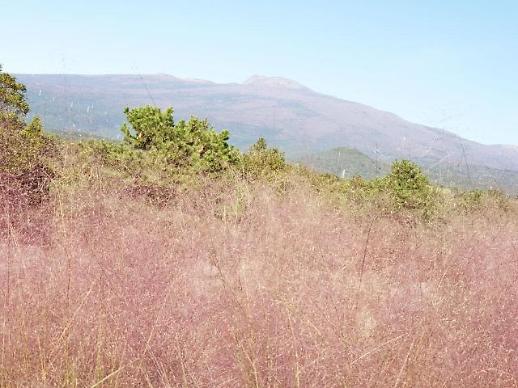 [체험 영상톡] 가을 제주여행 휴애리서 즐길 수 있는 놀라운 5가지